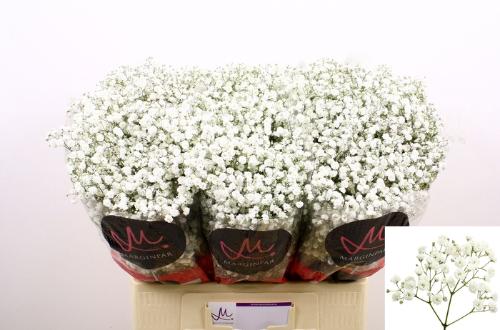 Gypsophila paniculata Xlence