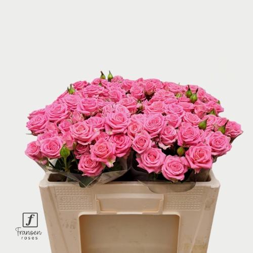 Rosa tros Emilia