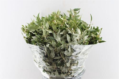 Quercus sp. per bos