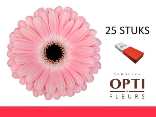 Gerbera grootbloemig Dulcie