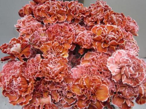 Dianthus standaard kleurbehandeld H%