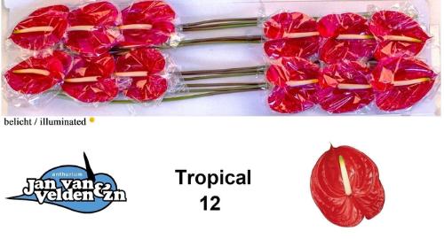 Anthurium Andreanum Grp 'Tropical'
