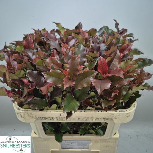 Photinia Magical Volcano