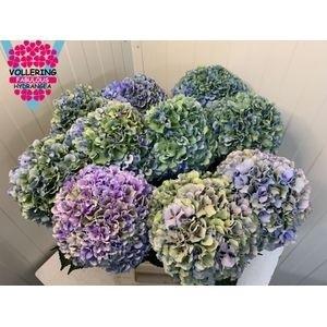 Hydrangea macrophylla Royal Pride (classic)