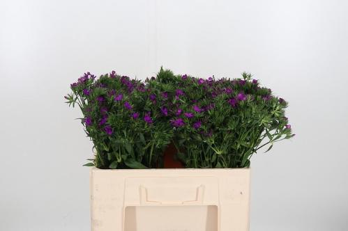 Dianthus barbatus 'Aldo Purple'