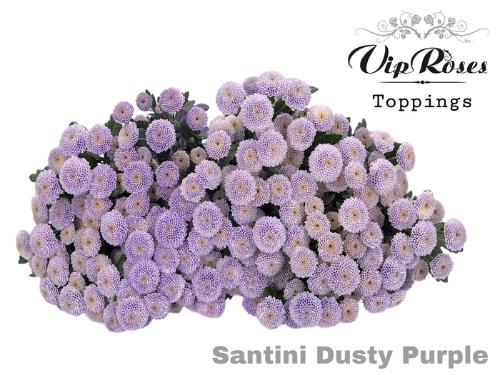 Chrysanthemum Indicum Grp tros santini kleurbehandeld H%