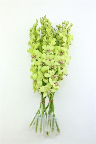 Dendrobium overig
