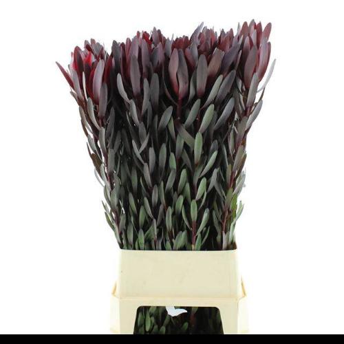 Leucadendron 'Safari Sunset'