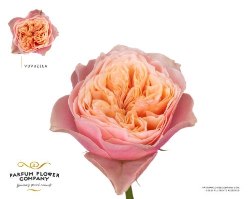 Rosa grootbloemig 'Vuvuzela'