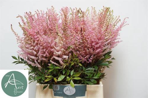 Astilbe chinensis 'Romanze'