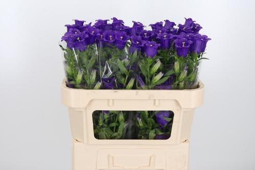 Campanula medium 'Campana Deep Blue'