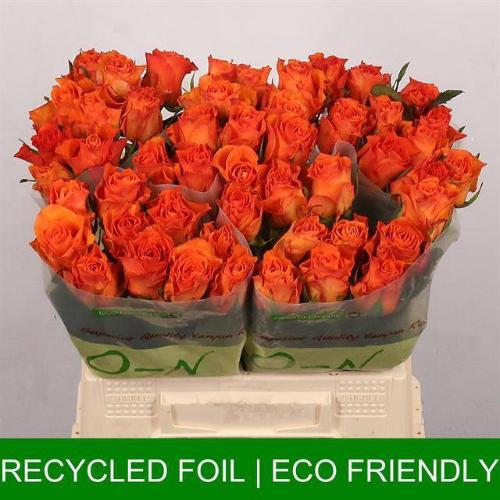 Rosa grootbloemig Orange Wave