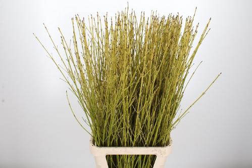 Cornus stolonifera 'Flaviramea'