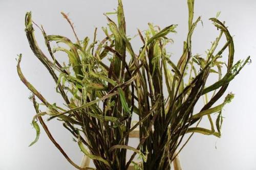 Salix udensis 'Sekka'