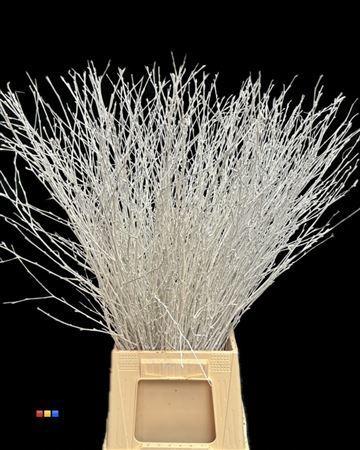 Betula per bos kleurbehandeld