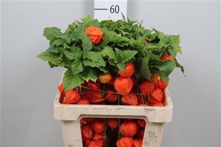 Physalis alkekengi lampion (tak)