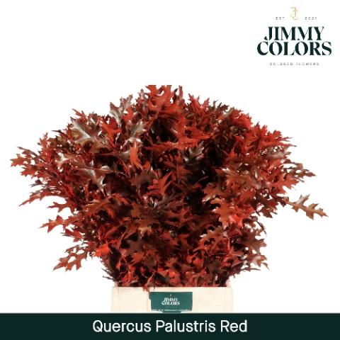 Quercus palustris kleurbehandeld H%