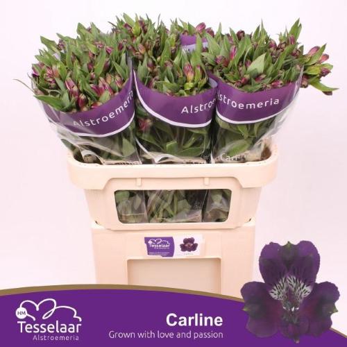 Alstroemeria Carline
