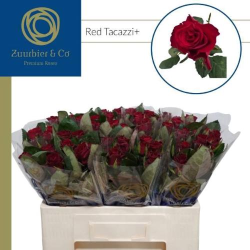 Rosa grootbloemig Red Tacazzi+