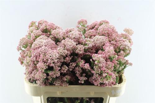 Ozothamnus 'Cooks Tall Pink'