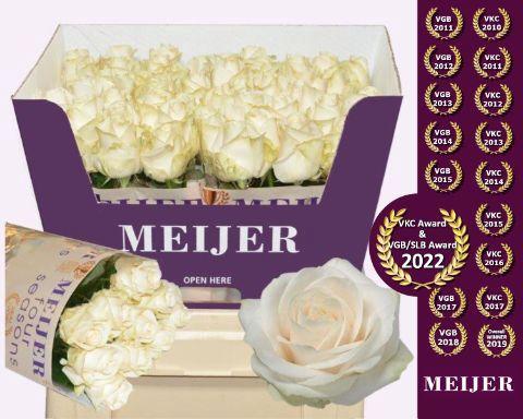 Rosa grootbloemig Four Seasons+