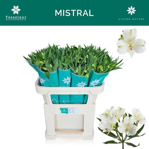Alstroemeria Mistral