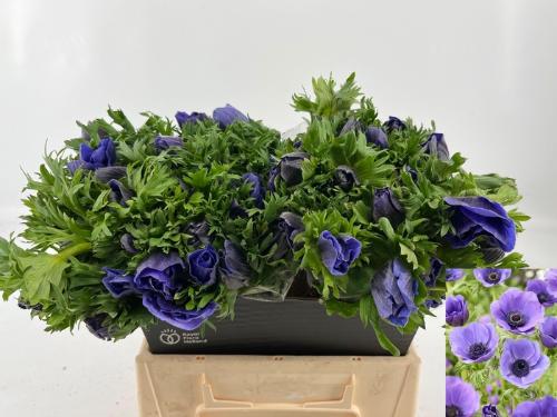 Anemone coronaria 'Marianne Blue'