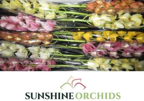 Cymbidium mini per tak gemengd