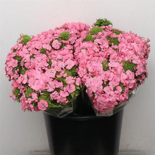 Dianthus barbatus Earl Breanthus