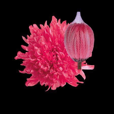 Chrysanthemum (Indicum Grp) geplozen Antonov kleurbehandeld H%