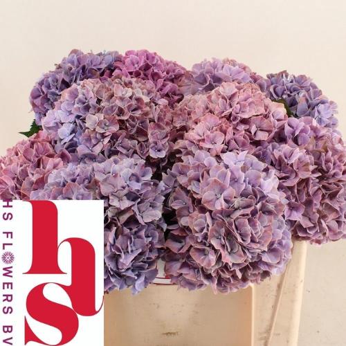 Hydrangea macrophylla Magical Sweet Ruby