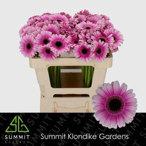 Gerbera mini 'Leando'