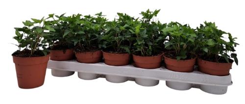 Hedera helix 'Shamrock'