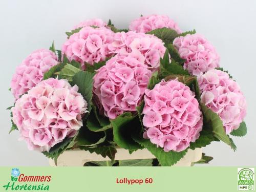 Hydrangea macrophylla 'Lolly Pop' (roze)