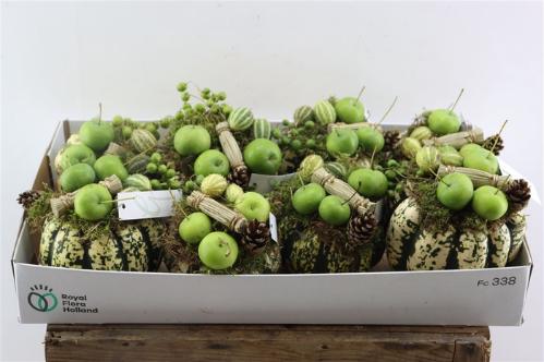 Cucurbita pepo