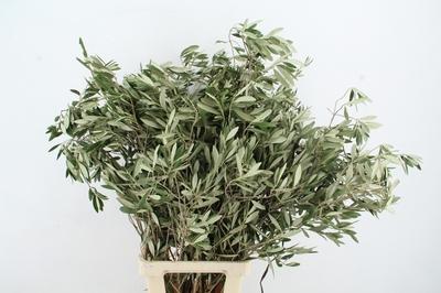 Olea europaea