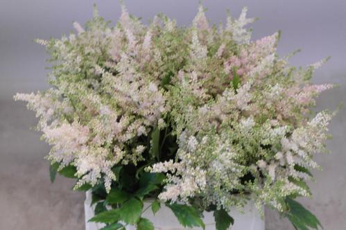 Astilbe Japonica Grp 'Europa'