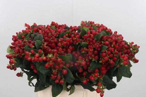 Hypericum inodorum Magical Triumph
