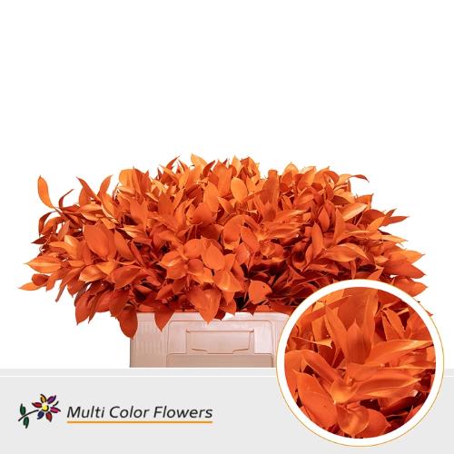 Ruscus kleurbehandeld H%