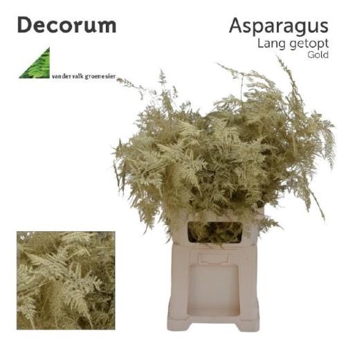 Asparagus overig kleurbehandeld H%