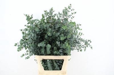 Eucalyptus gunnii Azura