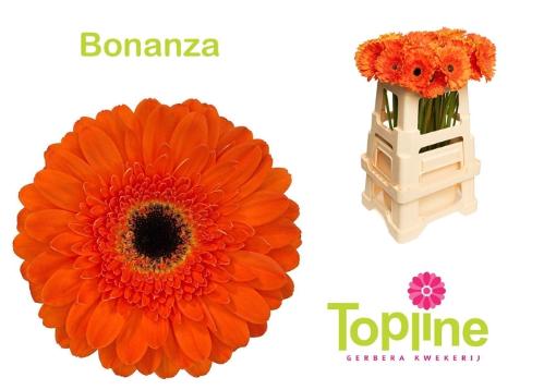 Gerbera grootbloemig 'Bonanza'