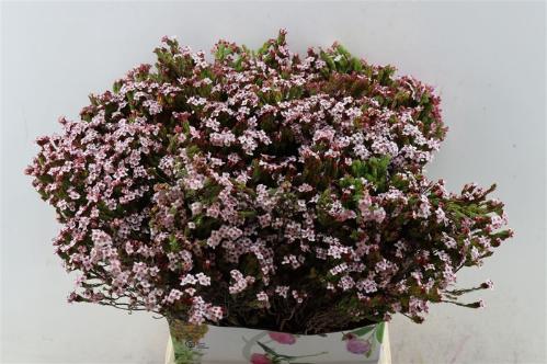 Erica fastigiata