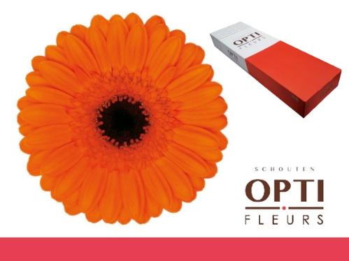 Gerbera mini 'Caramba'