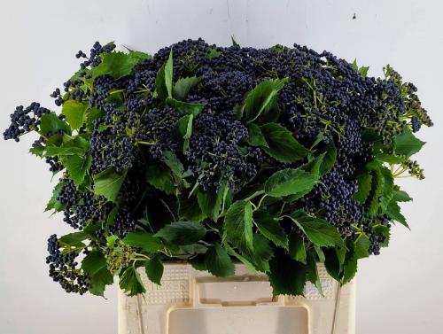 Viburnum per tak 'Dark Blue Hermania'