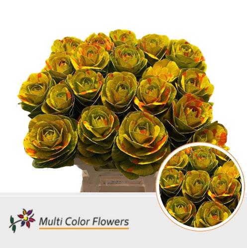 Brassica oleracea kleurbehandeld H%