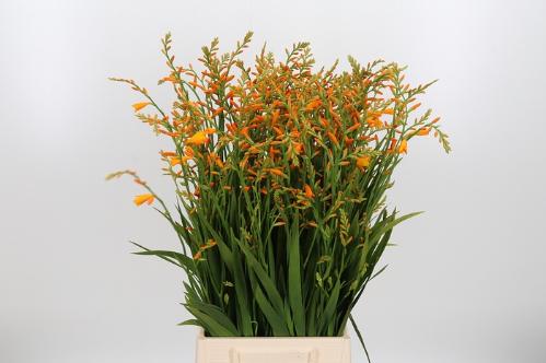 Crocosmia 'George Davison'