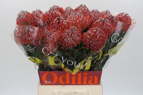 Leucospermum 'Scarlet Ribbon'