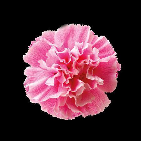 Dianthus standaard kleurbehandeld H%