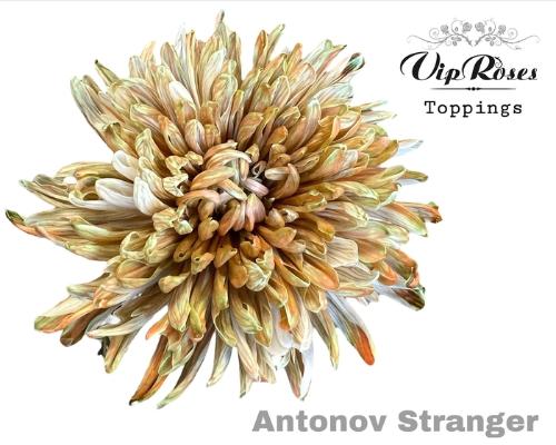 Chrysanthemum (Indicum Grp) geplozen Antonov kleurbehandeld H%